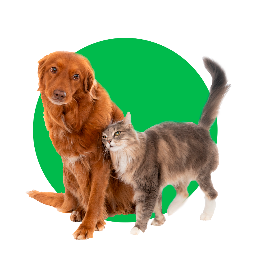 Pets